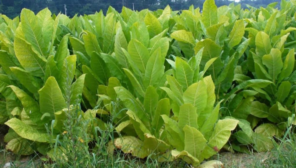 Hungarian tobacco farmer tending to his crop