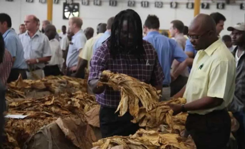 Piles of tobacco leaves organized by grade